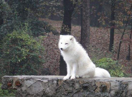 梦见狐狸，女人梦见白狐狸好不好