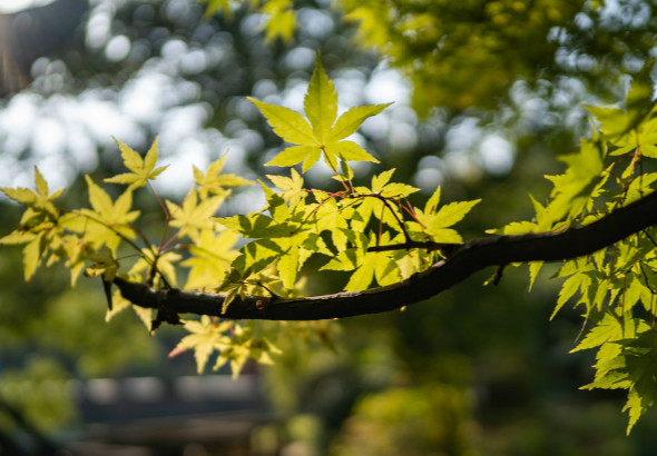 闰月年份表，闰月怎么算